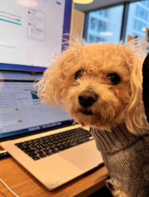 Monty chief innovation mascot