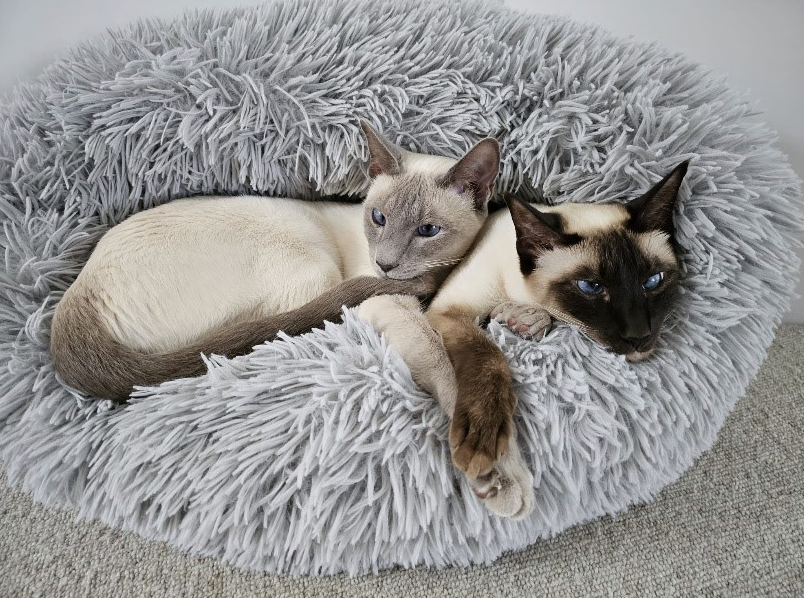 Two cats