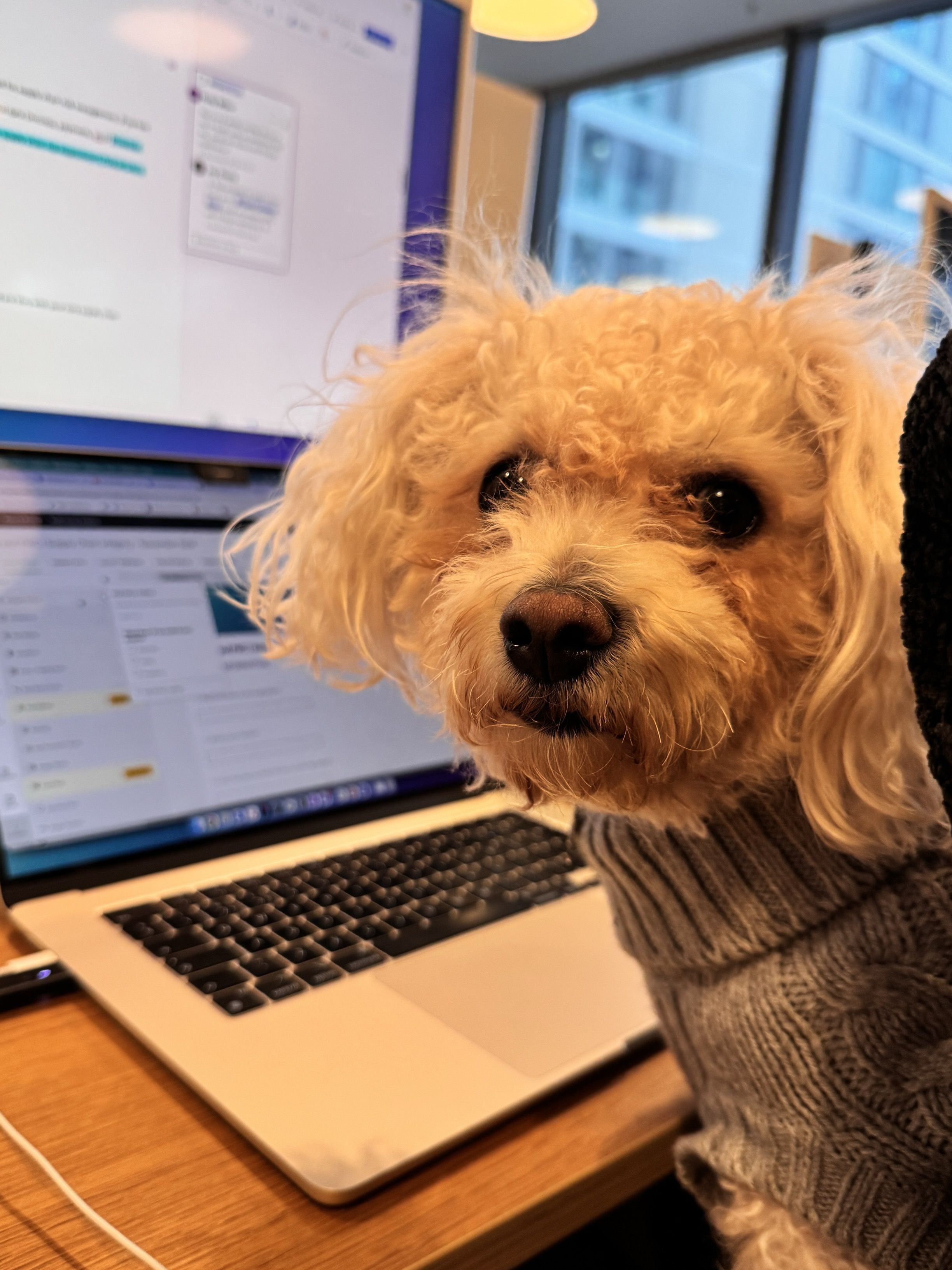 Monty on his laptop